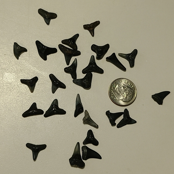 Fossilized Sharks Teeth 25 - Picture 1 of 5